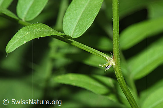 Foto: Gewöhnliche Vogelwicke (Vicia cracca). Stängel und Blattstängel.