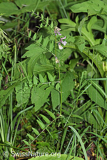 Foto: Gewöhnliche Vogelwicke (Vicia cracca). Ganze Pflanze (Habitus).