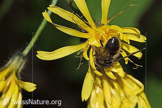 Photo: Probably Cheilosia canicularis on Crepis paludosa. Length 12 - 14mm. Male. View from behind.