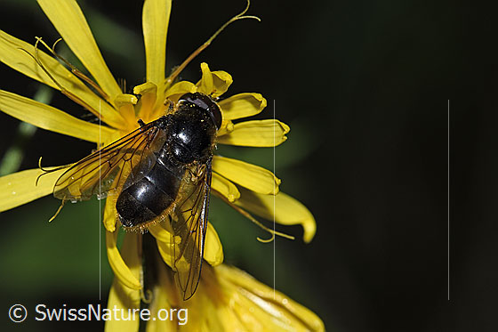 Foto: Wahrscheinlich Korbblütler-Erzschwebfliege (Cheilosia canicularis) on Sumpf-Pippau (Crepis paludosa). Länge 12 - 14mm. Männchen. Ansicht von oben.