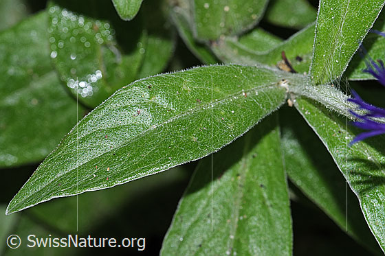 Photo: Centaurea montana. Leaf.