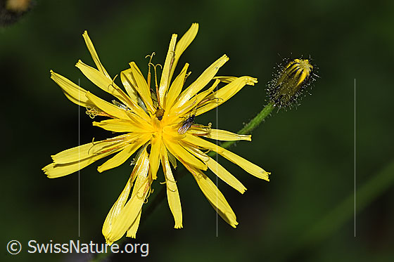 Sumpf-Pippau (Crepis paludosa)