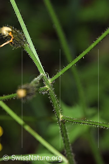 Photo: Probably Crepis paludosa. Stem.