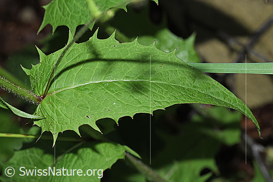 Photo: Probably Crepis paludosa. Leaf. Leaf underside.