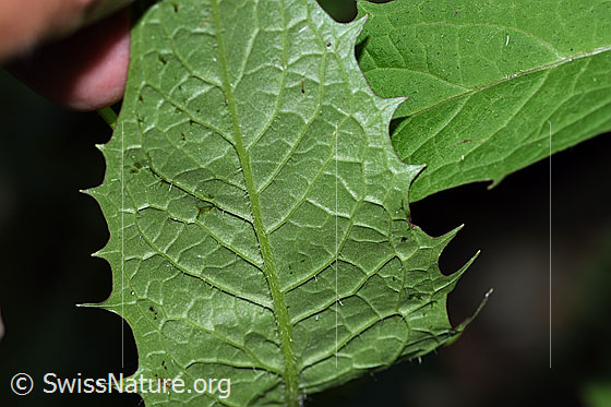 Photo: Probably Crepis paludosa. Leaf underside.