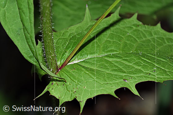 Photo: Probably Crepis paludosa. Stem and leaf.