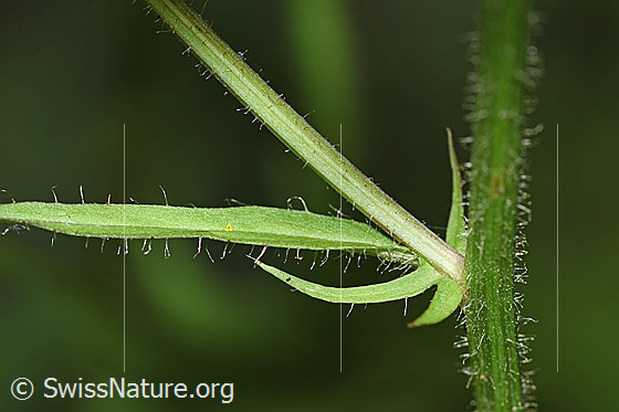 Photo: Probably Crepis paludosa. Stem.