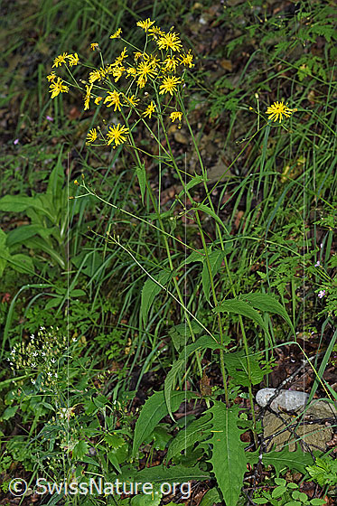 Photo: Probably Crepis paludosa. Whole plant (habiti).