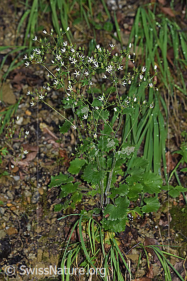 Foto: Rundblättriger Steinbrech (Saxifraga rotunddifolia). Ganze Pflanze (Habitus).