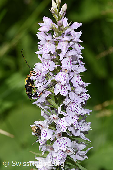 Foto: Gefleckter Schmalbock (Rutpela maculata) auf Fuchs