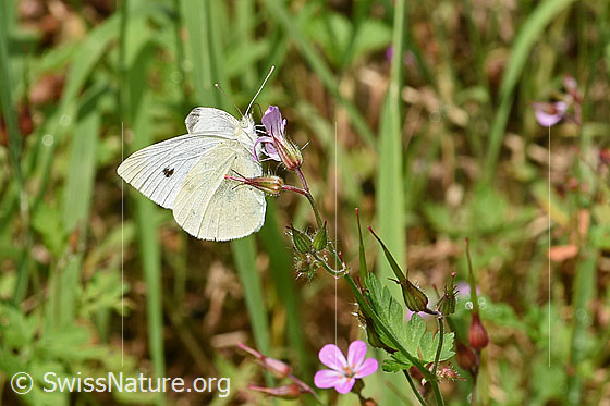 Photo: Pieris napi on Geranium robertianum. Wings half open. View from the side.