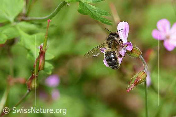 Photo: Apis mellifera on Geranium robertianum. Length 11 - 13mm. View diagonally from behind.