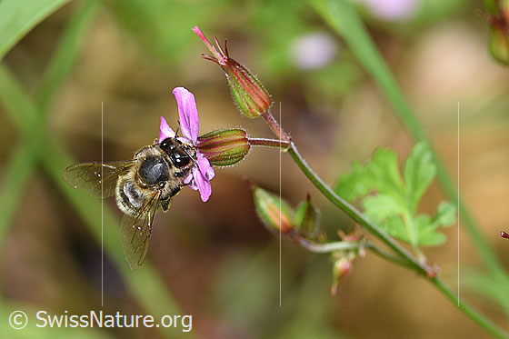 Photo: Apis mellifera on Geranium robertianum. Length 11 - 13mm. View from the front oben.