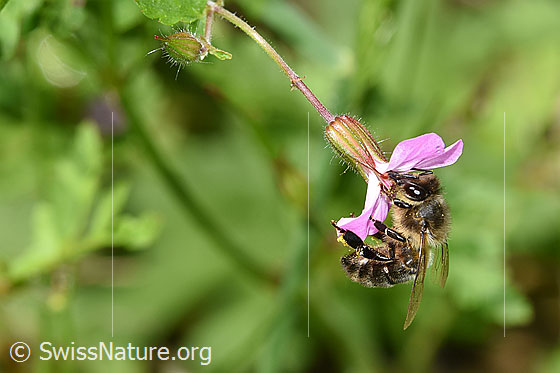 Foto: Honigbiene (Apis mellifera) an Ruprechtskraut (Geranium robertianum). Länge 11 - 13mm. Ansicht von der Seite.