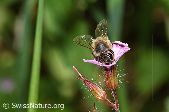 Photo: Apis mellifera on Geranium robertianum. Length 11 - 13mm. View from the front.