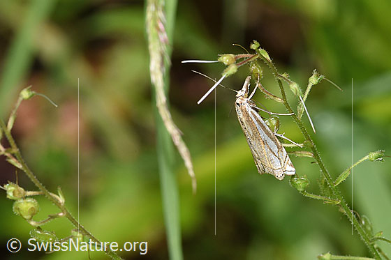 Crambus lathoniellus (Rüsselzünsler)