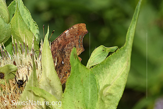 C-Falter (Polygonia c-album) an Kohldistel (Cirsium oleraceum)