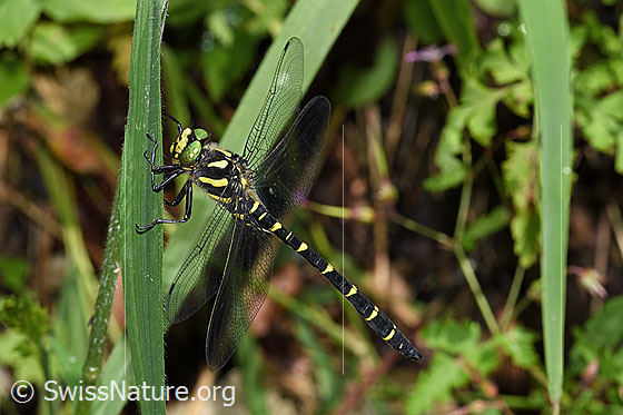 Photo: Cordulegaster bidentata. Male. View from diagonally above.