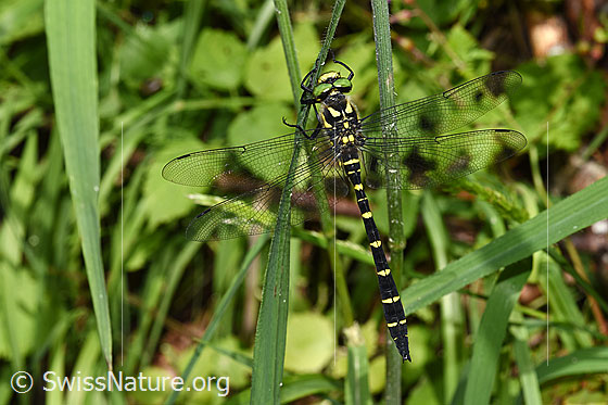 Photo: Cordulegaster bidentata. Male. View from above.