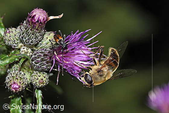 Photo: Eristalis tenax on Cirsium palustre. Length 14 - 18mm. Female. View from the side.