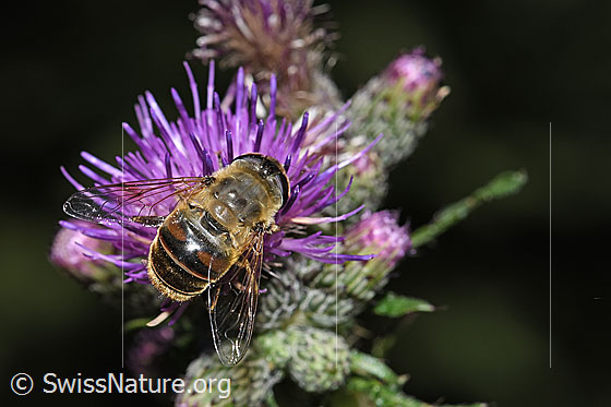 Photo: Eristalis tenax on Cirsium palustre. Length 14 - 18mm. Female. View from behind oben.