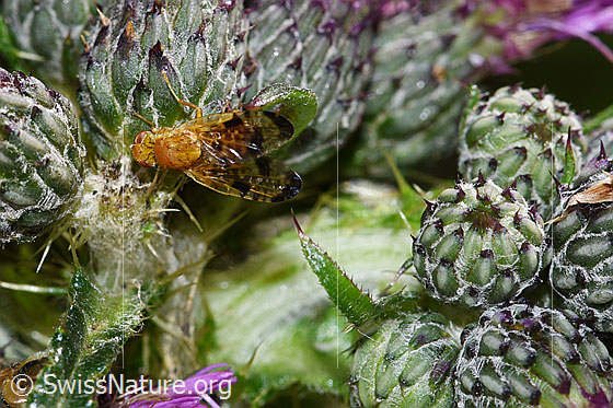 Xyphosia miliaria (Bohrfliege) auf Sumpf-Kratzdistel (Cirsium palustre)