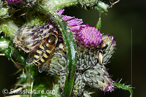Gemeine Feldschwebfliege (Eupeodes corollae) auf Sumpf-Kratzdistel (Cirsium palustre)