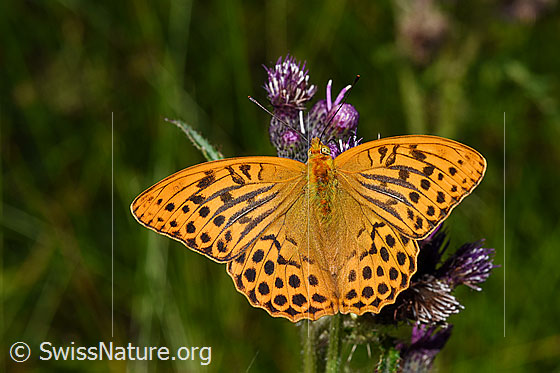 Photo: Argynnis paphia on Cirsium palustre. Wings open. View from above.
