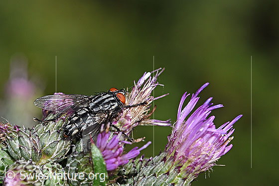 Photo: Probably Sarcophaga carnaria on Cirsium palustre. Length 9 -18mm. View from the side above.