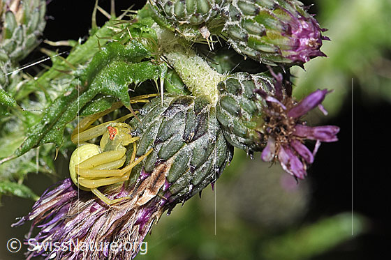 Photo: Probably Misumena vatia on Cirsium palustre. The spider is waiting for its prey. View from the side above.