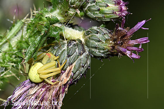 Photo: Probably Misumena vatia on Cirsium palustre. The spider is waiting for its prey. View from the side above.