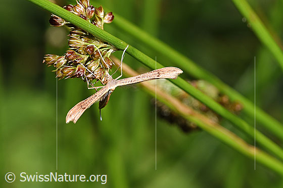 Photo: Probably Stenoptilia annadactyla. View from the front.