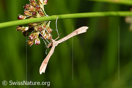 Photo: Stenoptilia annadactyla. View from the front.