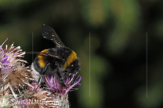 Photo: Probably Bombus terrestris on Cirsium palustre. Length 20mm. Queen. View diagonally from the front.