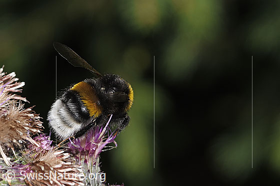 Photo: Probably Bombus terrestris on Cirsium palustre. Length 20mm. Queen. View diagonally from behind.