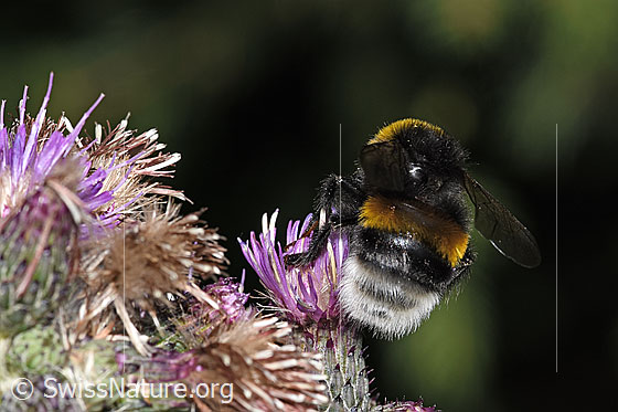 Photo: Probably Bombus terrestris on Cirsium palustre. Length 20mm. Königin. View from behind.