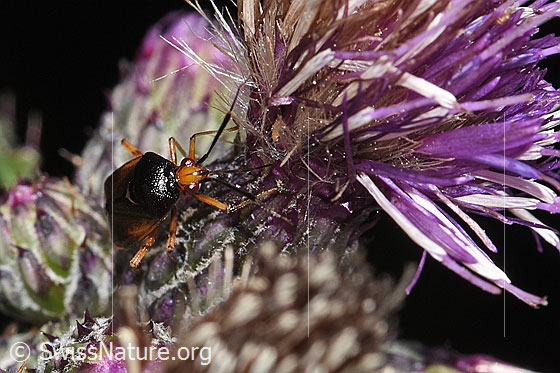 Photo: Deraeocoris ruber on Cirsium palustre. Length 6.6 - 7.7mm. View from the front.