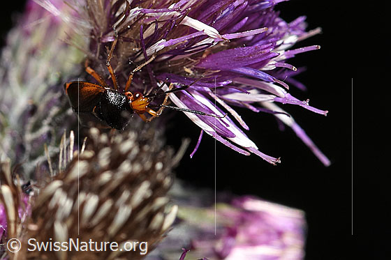 Photo: Deraeocoris ruber on Cirsium palustre. Length 6.6 - 7.7mm. View diagonally from the front.