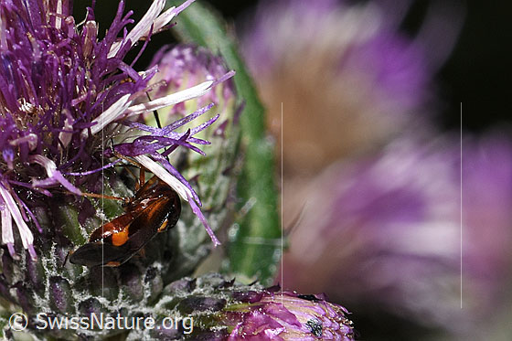 Photo: Deraeocoris ruber on Cirsium palustre. Length 6.6 - 7.7mm. View from behind.