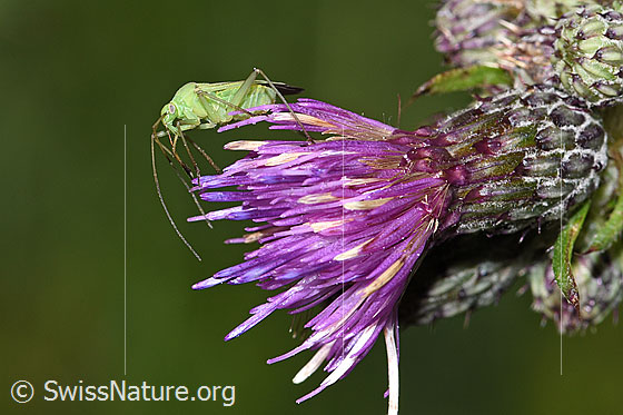 Photo: Calocoris affinis on Cirsium palustre. Length 8mm. View from the side.