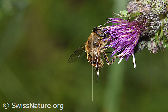 Photo: Eristalis tenax on Cirsium palustre. Length 12 -16mm. Male. View from the side.