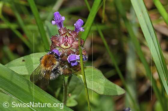 Photo: Bombus pascuorum on Prunella vulgaris. Length 9 - 15mm. View diagonally from the front.