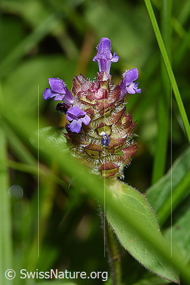 Foto: Gemeine Brunelle (Prunella vulgaris). Blüten.