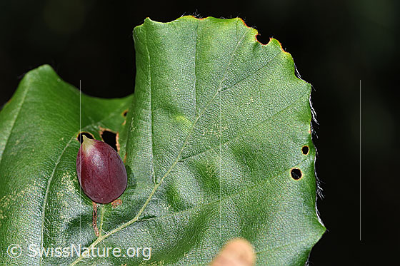 Photo: Mikiola fagi (Plant galls) on Fagus sylvatica. Length 9mm. 