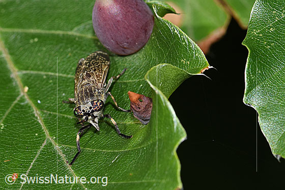 Photo: Haematopota pluvialis. Female. View from the front.