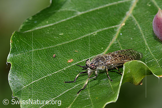 Photo: Haematopota pluvialis. Female. View diagonally from the front.