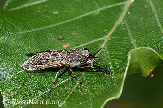 Regenbremse (Haematopota pluvialis)