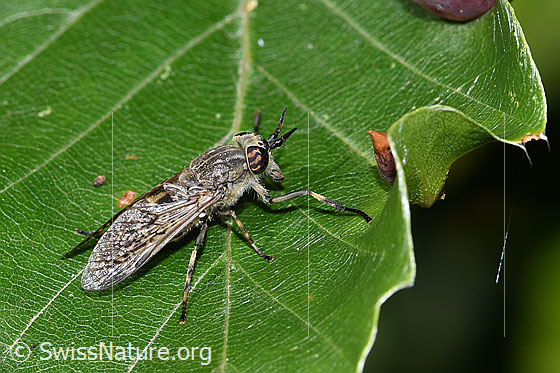 Photo: Haematopota pluvialis. Female. View diagonally from behind.