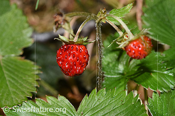 Foto: Wald-Erdbeere (Fragaria vesca). Frucht, Stängel und Blätter.