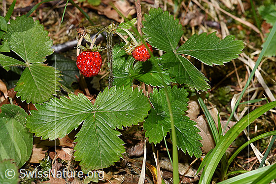 Foto: Wald-Erdbeere (Fragaria vesca). Ganze Pflanze (Habitus)